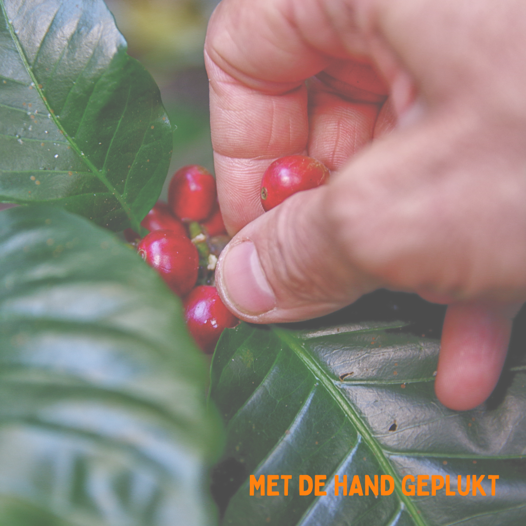 Ontstaan van koffie met de hand